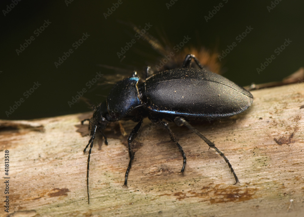 Carabus Carabus