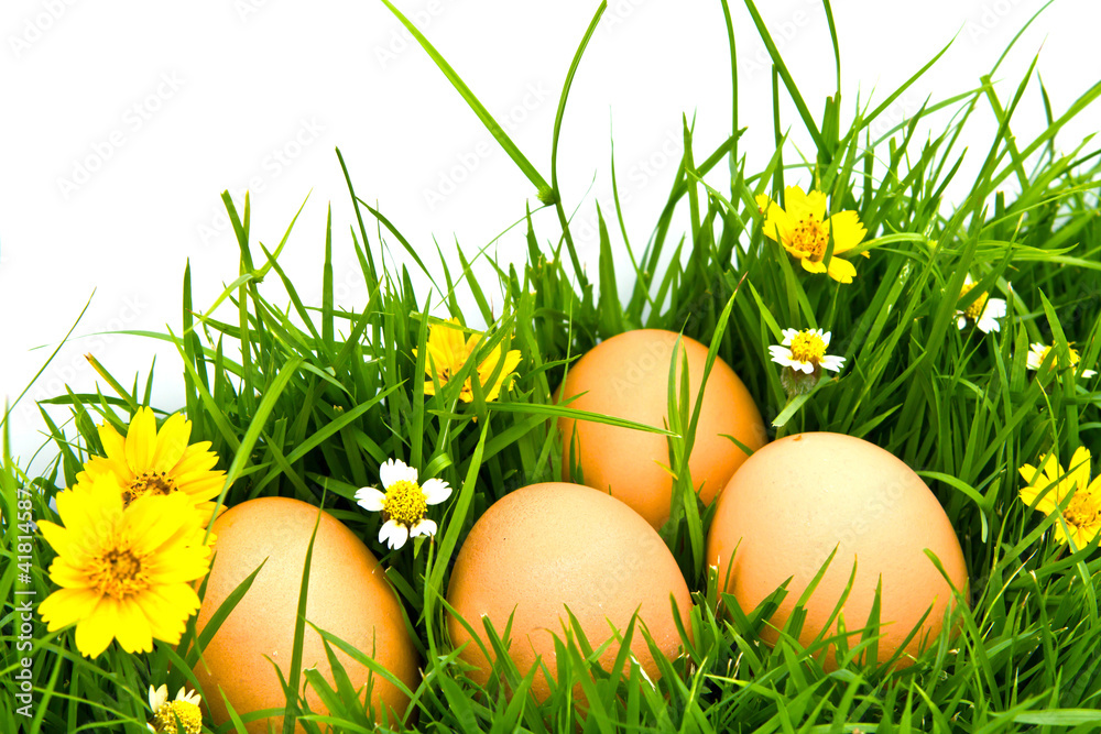 Easter Eggs with flower on Fresh Green Grass over white backgrou Easter Eggs with flower on Fresh Green Grass over white backgrou