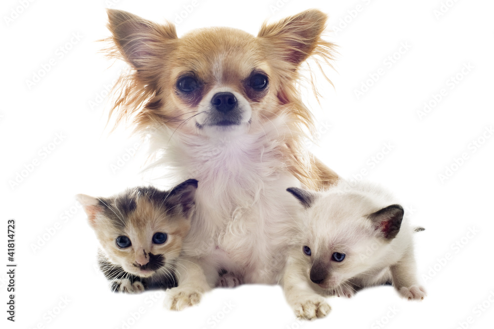 puppy chihuahua and kitten