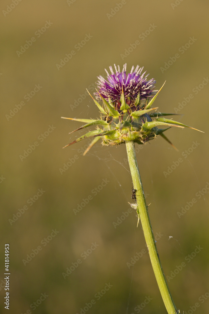 chardon en fleur chardon en fleur