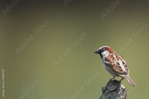 Passer domesticus (m) - Moineau domestique - House Sparrow photo