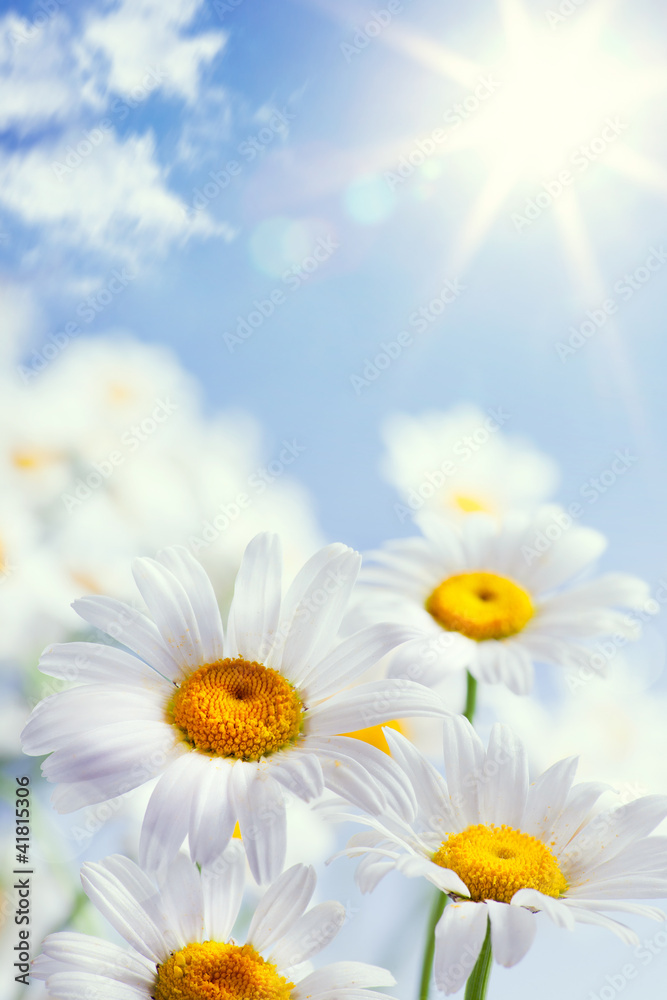 Obraz premium abstract vintage floral summer background