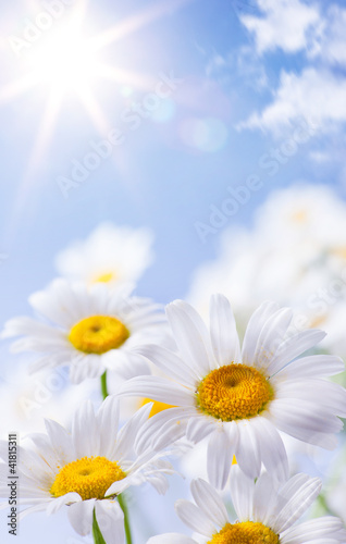 daisies floral summer background