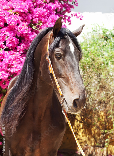 portrait of amazing Andalusian bay stallion