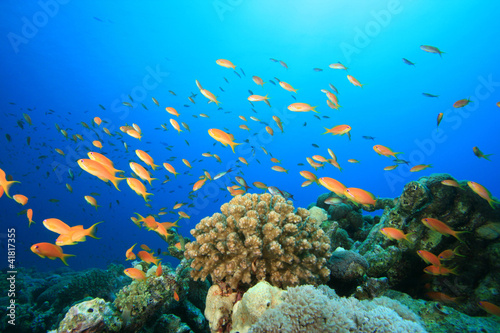 Coral Reef and Tropical Fish