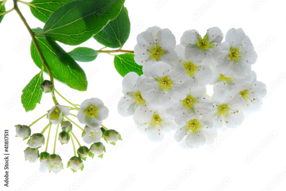 Obraz premium White flowers