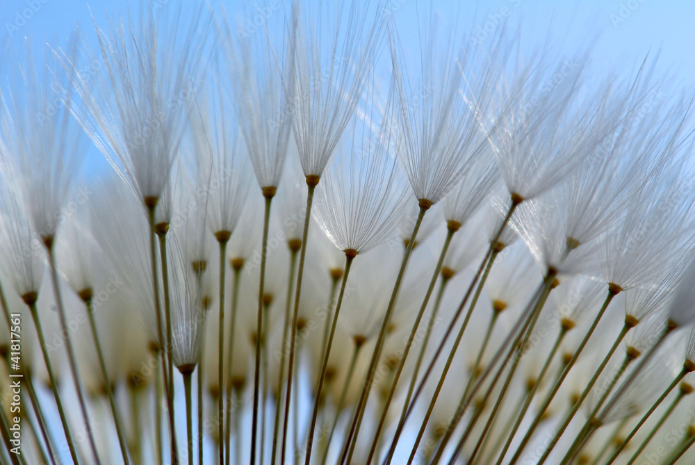 Dandelion seeds