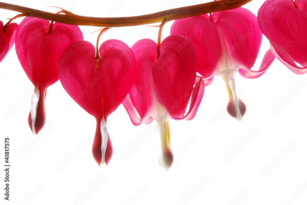 Heart flowers