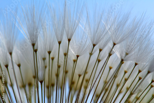 Obraz na płótnie Dandelion seeds w salonie