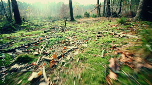 Vision of animal in forest