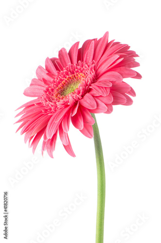 Fototapeta Naklejka Na Ścianę i Meble -  Pink gerbera daisy flower