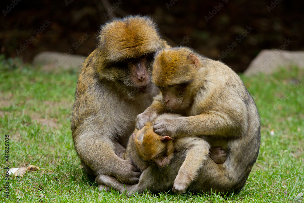 Naklejka premium Epouillage en famille