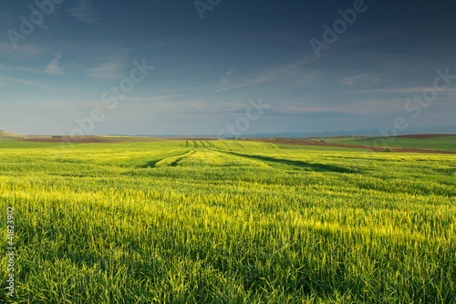 Green wheat field with blue sky