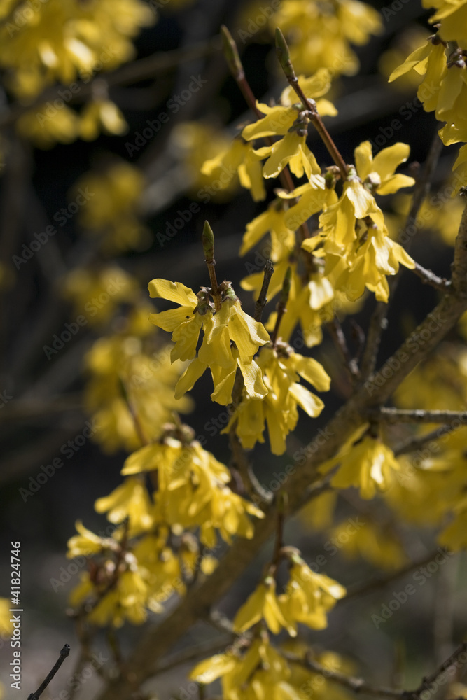 Yellow flower bush in bloom. Yellow flower bush in bloom.