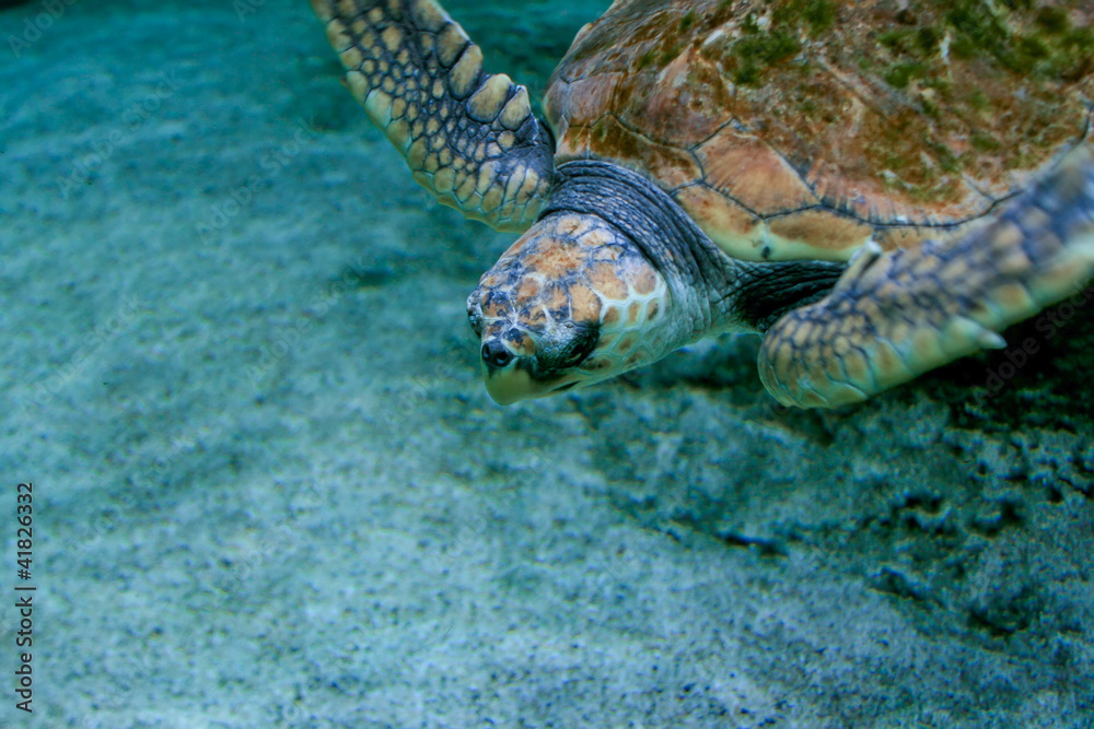 Fototapeta premium Tortue