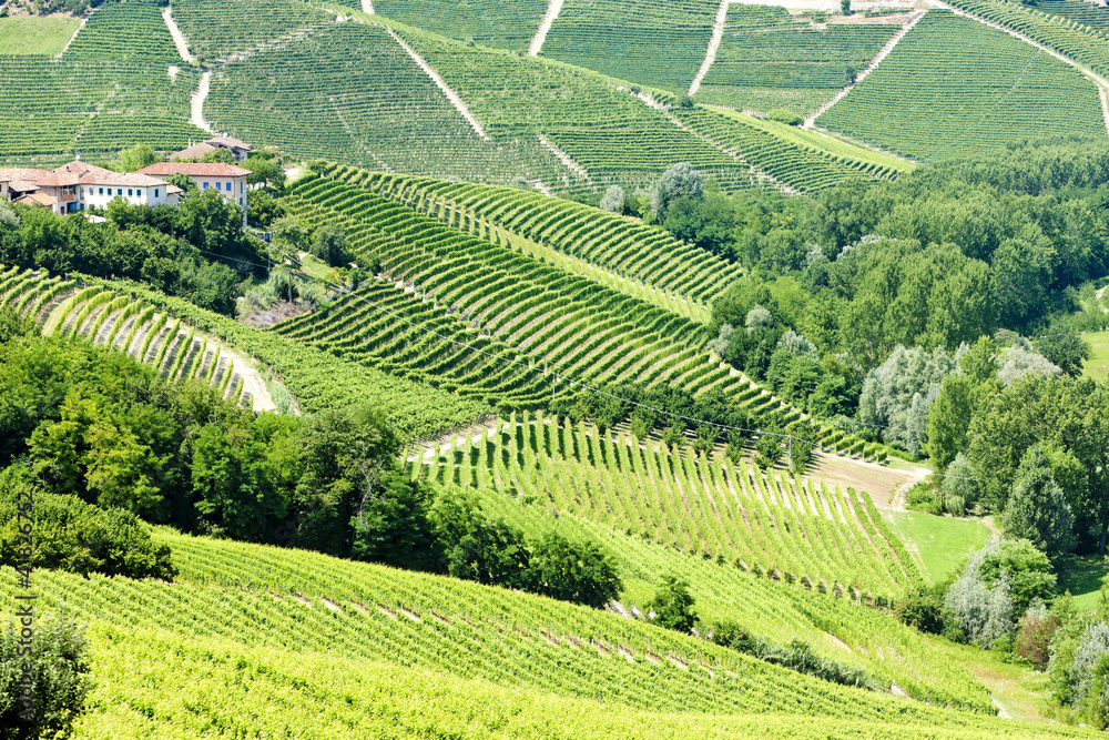 vineyars near Barbaresco, Piedmont, Italy