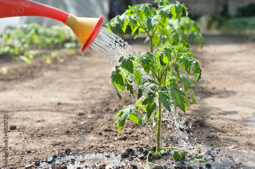 Watering seedling tomato