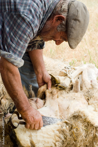 Sardegna, vecchio pastore tosa le pecore nella vecchia maniera photo