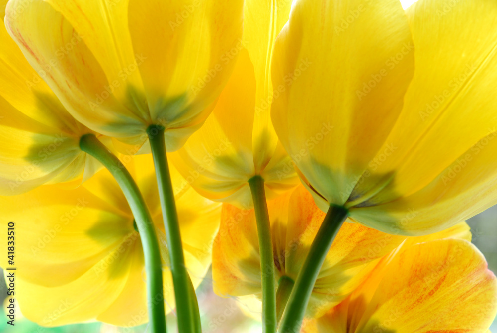Yellow tulip flowers