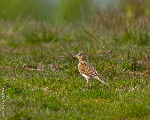 Common Skylark photo