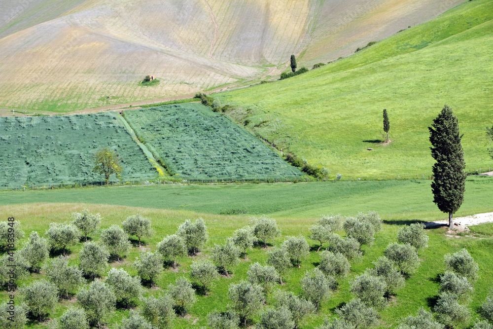 hilly green tuscan landscape in spring with cypresses and olive