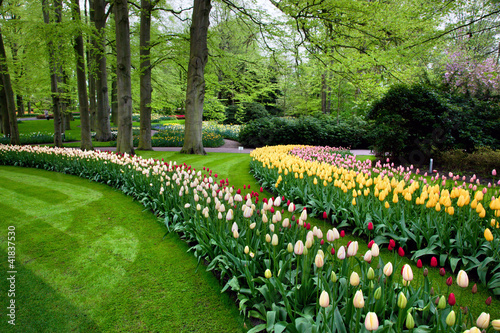 Colorful spring summer park, tulip flowers