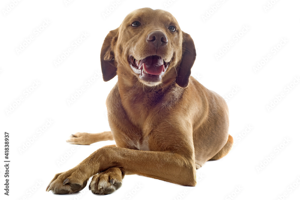 vizsla vizsla