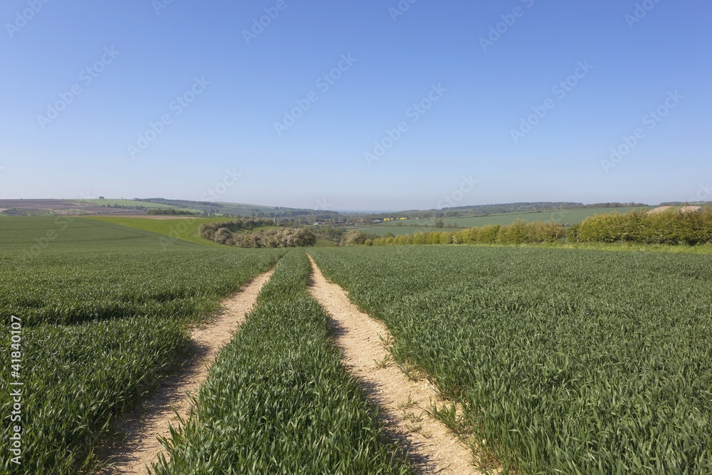summer wheat field summer wheat field