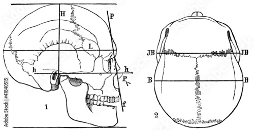 Human skull. Anthropometry. photo