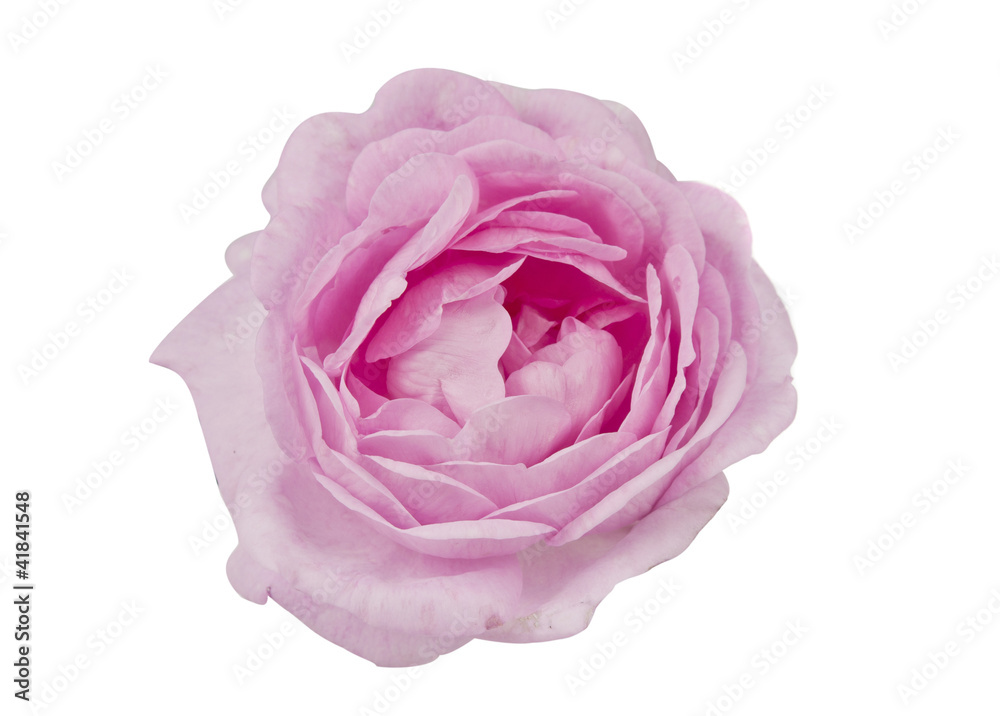 teaspoon pink rose teaspoon pink rose