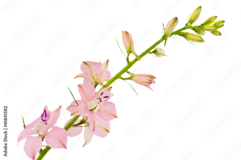 twig with small pink flowers isolated
