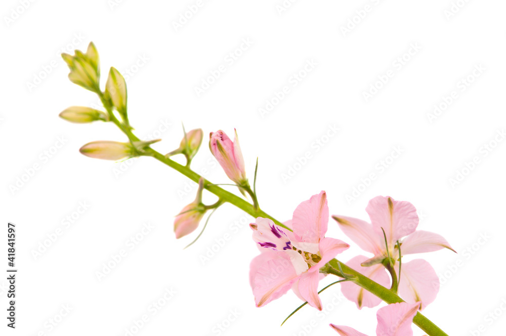 twig with small pink flowers