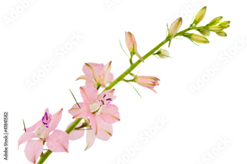 twig with small pink flowers isolated