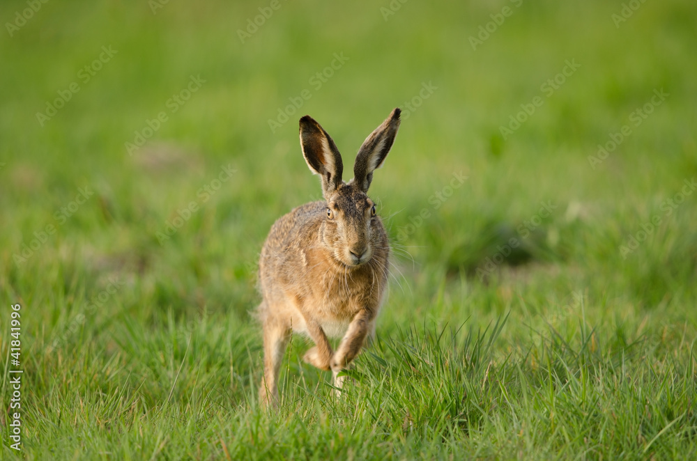 Fototapeta premium Europäischer Feldhase, Brown hare, Lepus europaeus