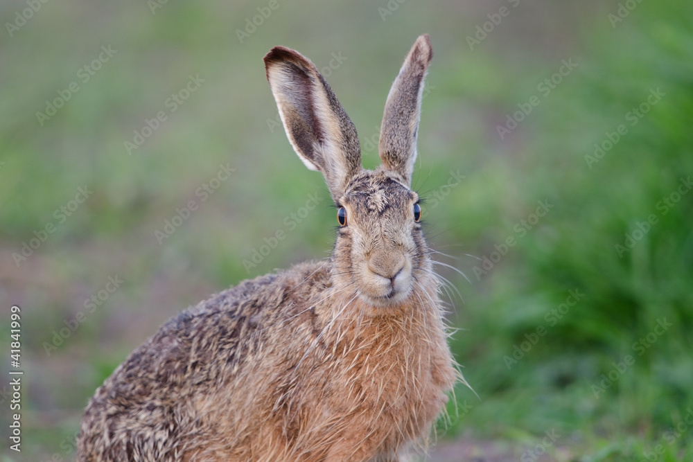 Fototapeta premium Zając europejski, zając szarak, Lepus europaeus