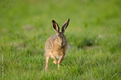 Europäischer Feldhase, Brown hare, Lepus europaeus © Wolfgang Kruck