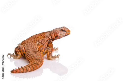 lizard (uromastyx)