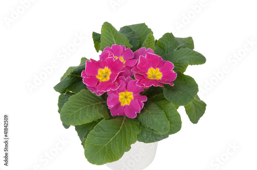 Pink Primula Flowers