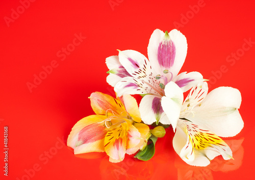 Fototapeta Naklejka Na Ścianę i Meble -  Alstroemeria flowers