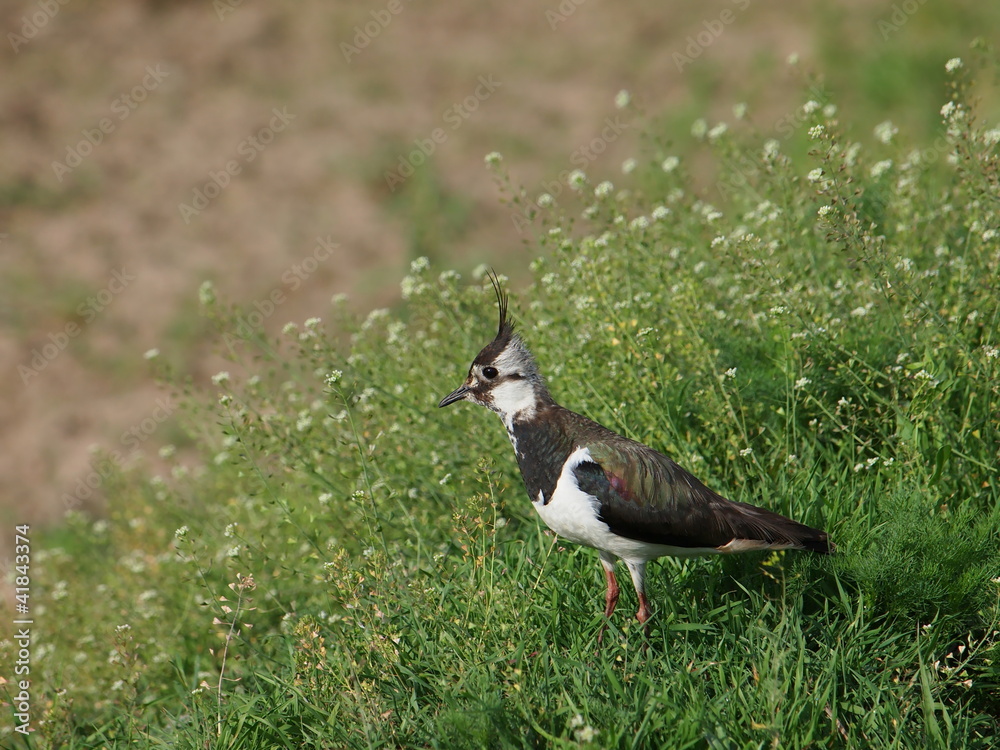 Northern Lapwing - Vanellus vanellus Northern Lapwing - Vanellus vanellus