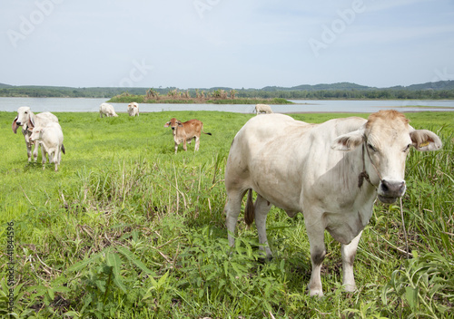 Asian cow © supakitmod
