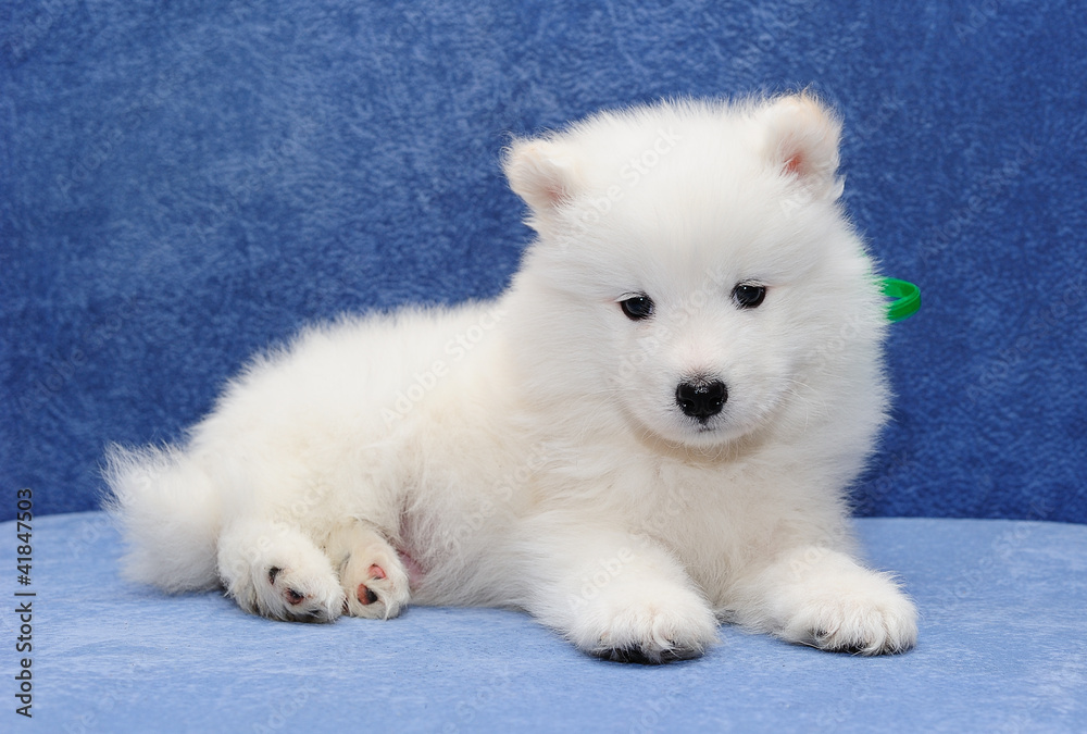 Beautiful Samoyed (or Bjelkier) puppy looking into the camera Beautiful Samoyed (or Bjelkier) puppy looking into the camera