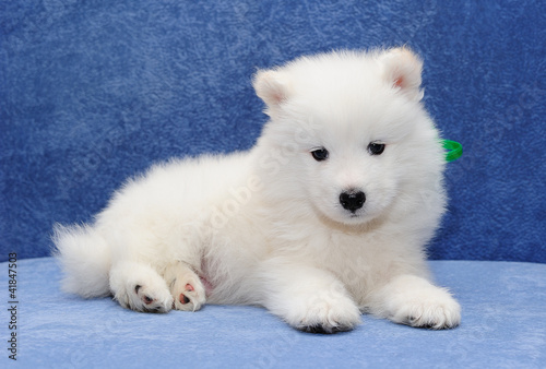 Beautiful Samoyed  or Bjelkier  puppy looking into the camera