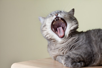 Cat yawning with mouth wide open and shows fangs