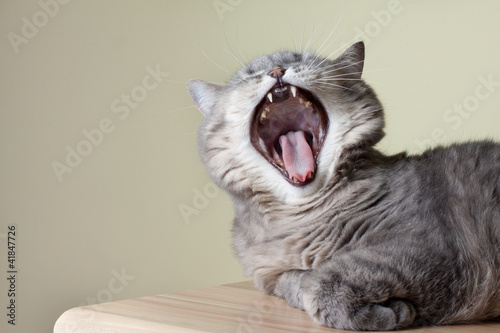 Cat yawning with mouth wide open and shows fangs © BrAt82