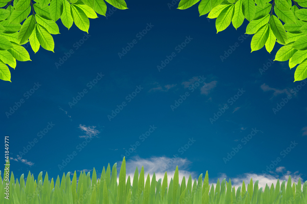 Obraz premium Green leaves on white background , Frame