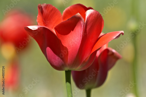 Red tulip bud