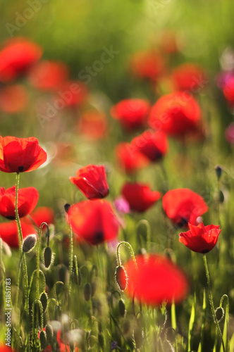 Red Anemone Flowers