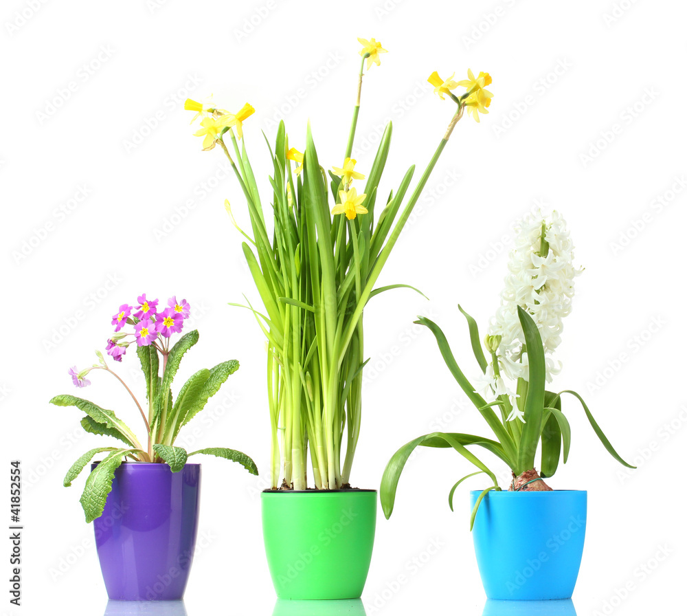 beautiful spring flowers in pots isolated on white