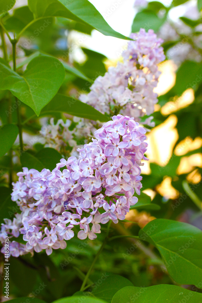 beautiful lilac flowers in garden beautiful lilac flowers in garden